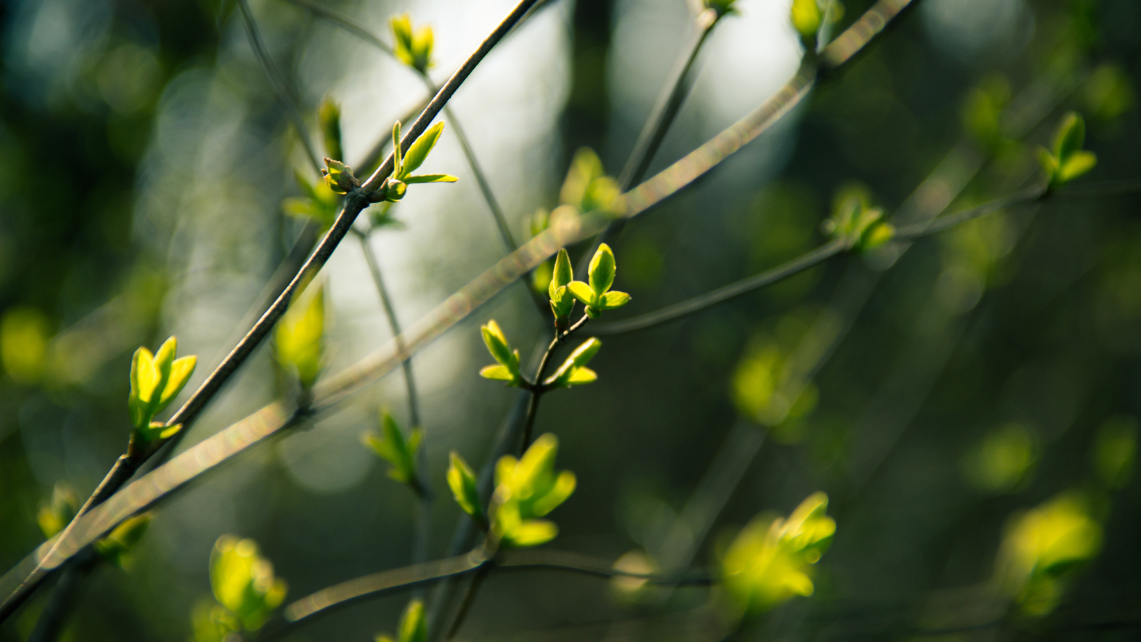 Spring